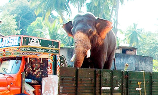 elephant 1
